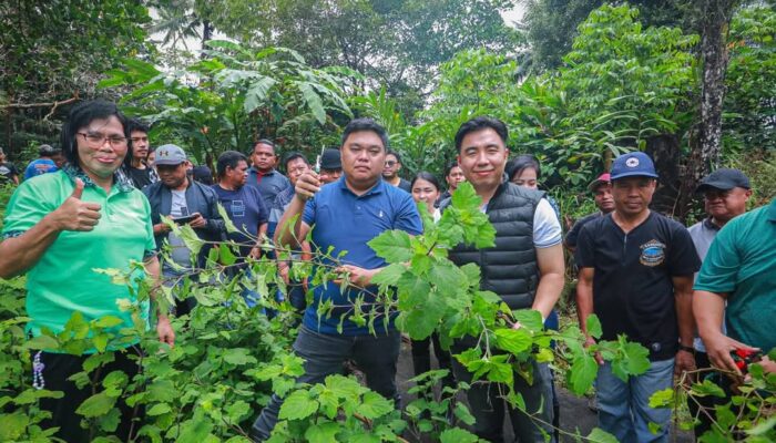 Lenganeng Jadi Kampung Pertama di Sangihe Panen Nilam, Dihadiri Bupati dan Wakil Bupati