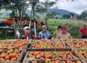 Jaga Inflasi, BI Sulut dan Gapoktan Kelelondey Makmur Panen Tomat